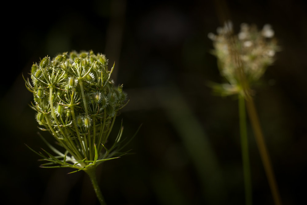 With 60mm Macro Elmarit R, ISO 200