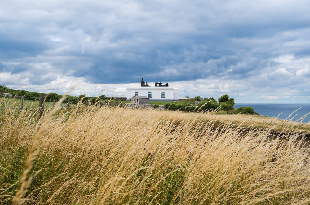   The Whitby Bull through the long grasses - Old Whitby Foghorn  