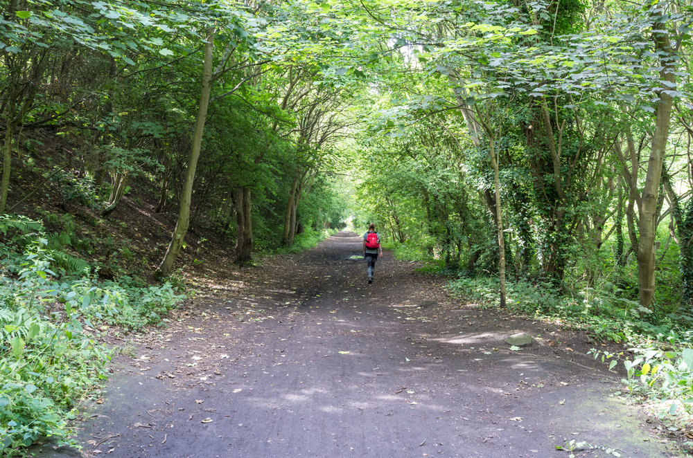 The tree lined track to Larpool Viaduct.