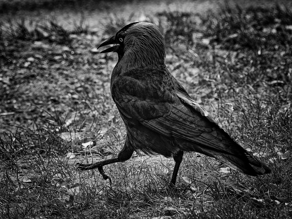The m4/3 system;s compact cameras and lightweight zoom lenses are ideal for wildlife photography