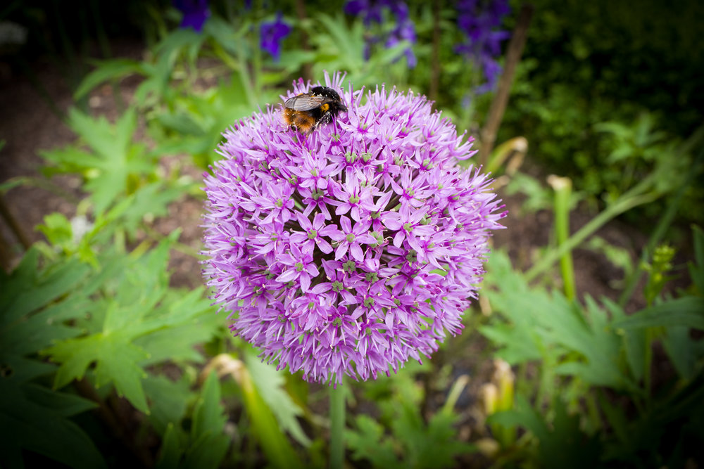   Although designed to operate in Macro mode, for my needs I dislike being forced to shoot at very close range. It introduces distortion, disturbs live creatures and imposes depth of field problems, especially with subjects having depth. (Leica Q ISO 160 1/80s f/8)  