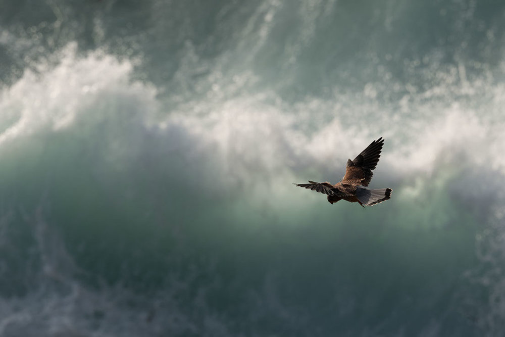 A kestrel hovering over surf in Cornwall (Leica SL with the 90-280 Vario Elmarit)