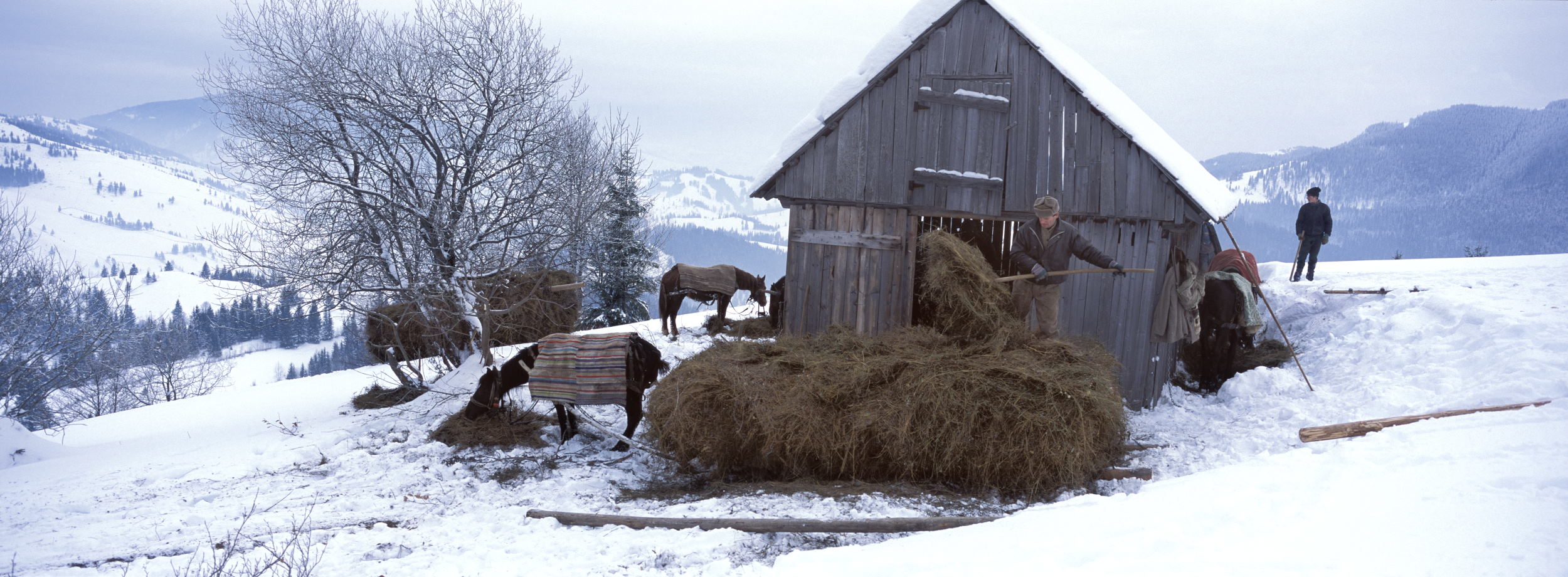 Loading hay onto sledeges in the hills above the village of Jidegsegpataka (Hasselblad Xpan and standard 45mm lens)