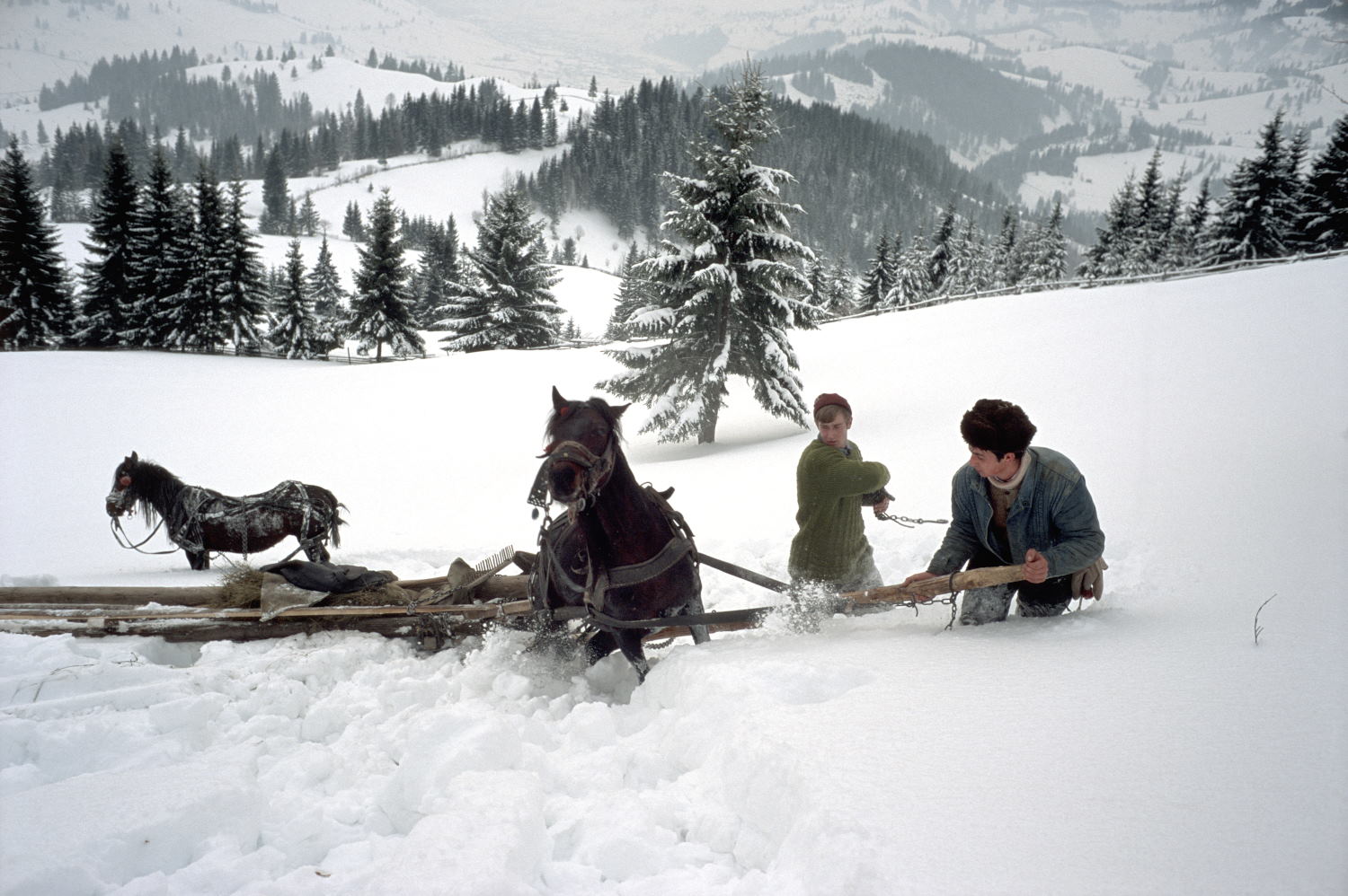Stuck in thigh deep snow with only one horse harnessed to the sledge (Leica M6 and 35mm f/1.4 Summilux)