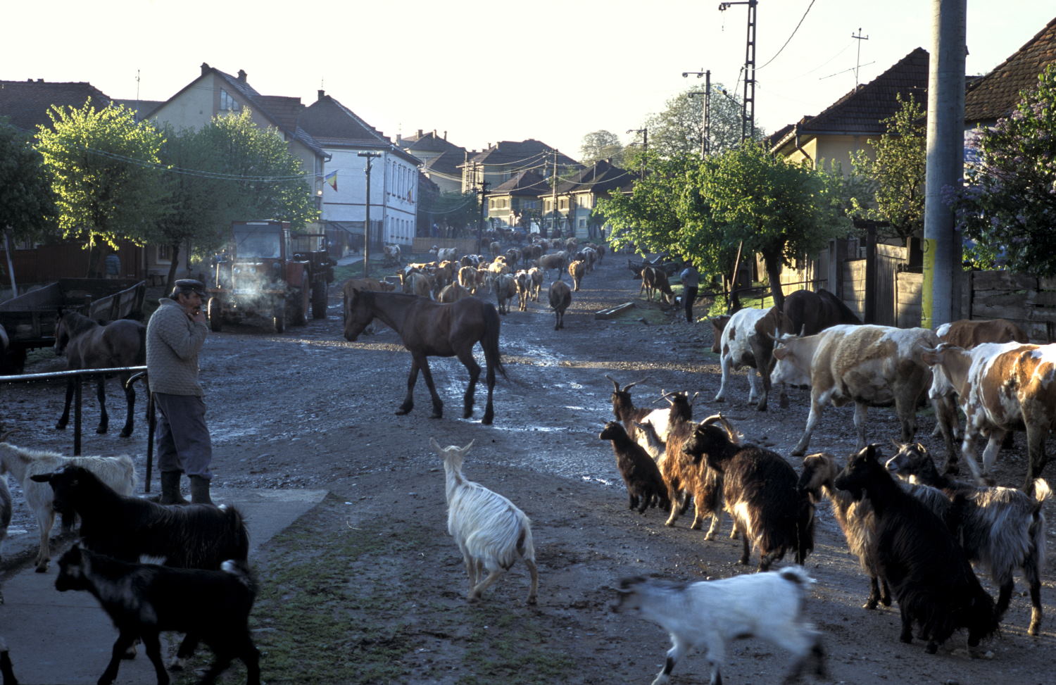 Early morning in Szekelyderz village as the sheep and cattle are taken out to pasture. Often just one or two from each house (Leica M6 and 35mm f/1.4 Summilux)