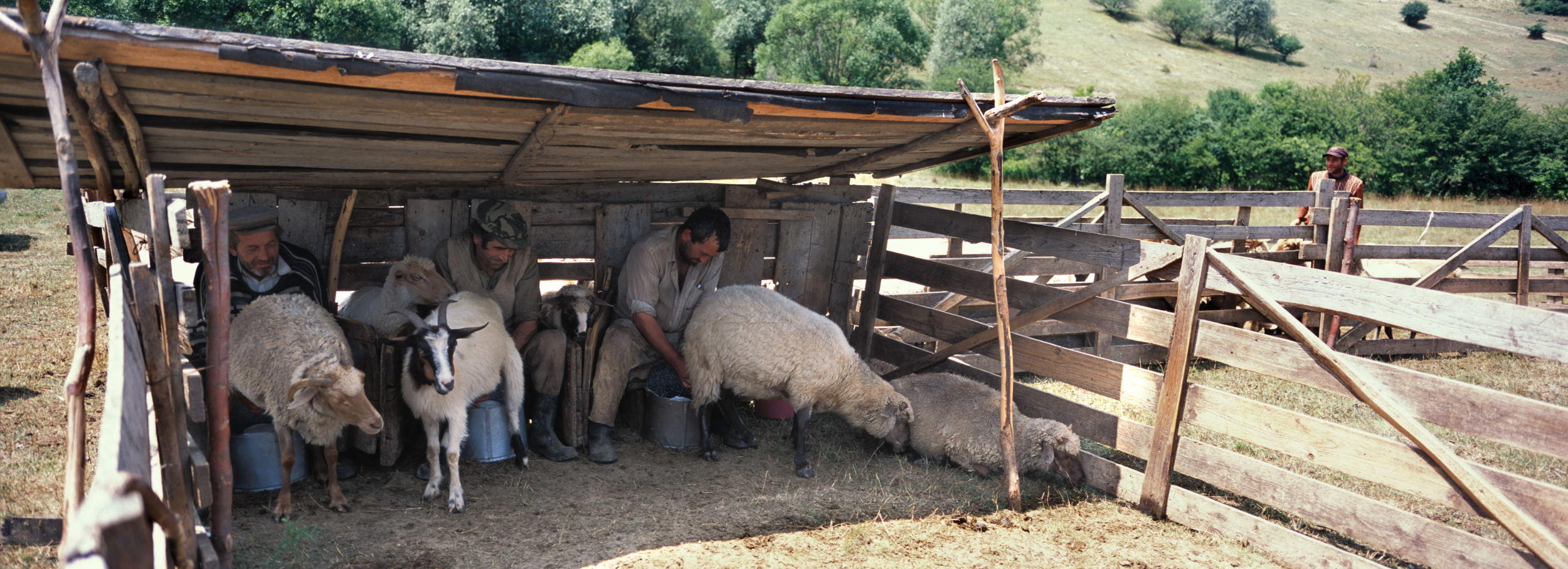 Hungarian shepherds milk sheep to make cheese near to Szekelyderz village in Transylvania (Hasselblad Xpan and standard 45mm lens)