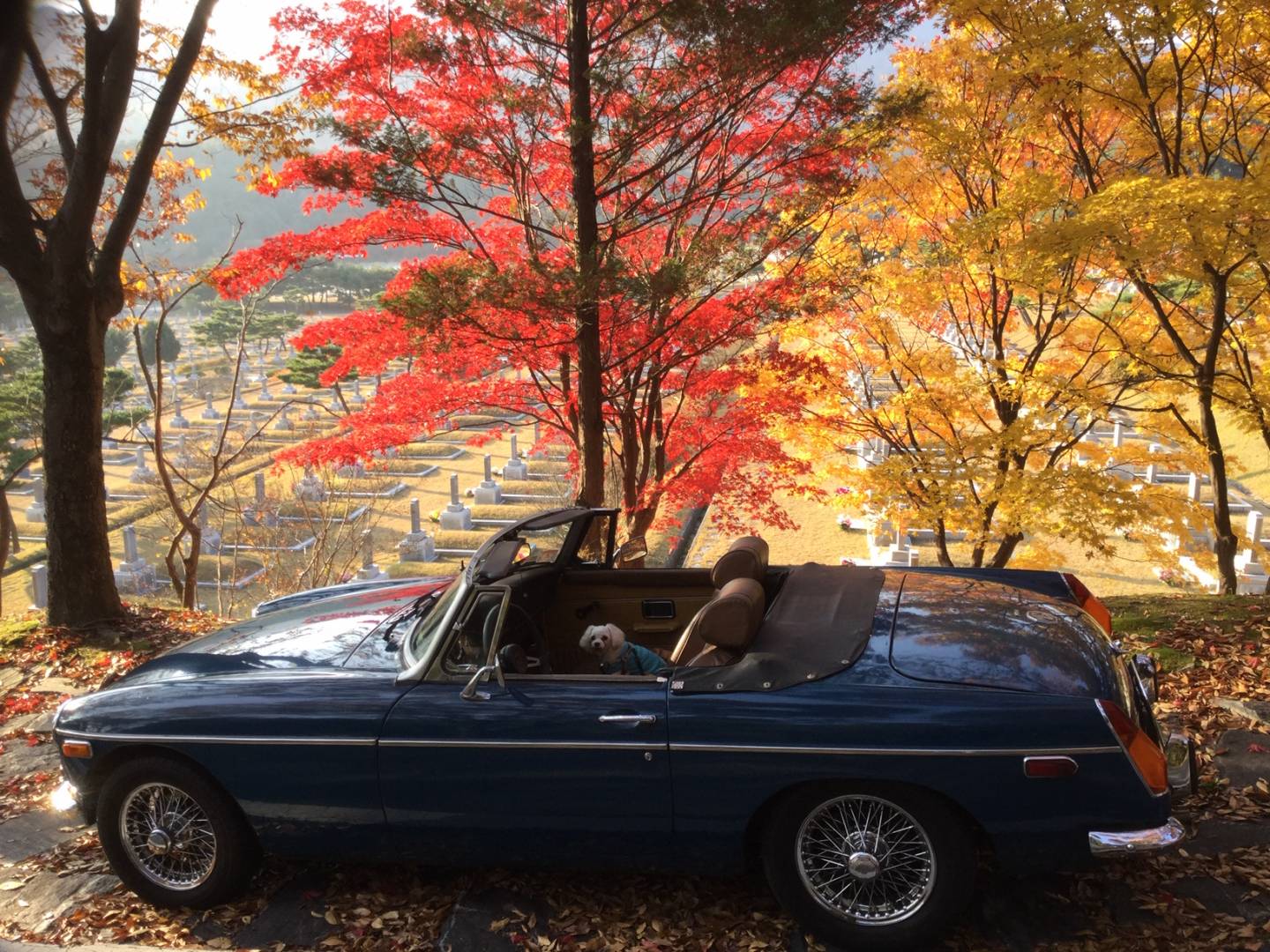 George’s MGB. Classic blue, great wire wheels. With “BB” Furst sitting in the passenger seat