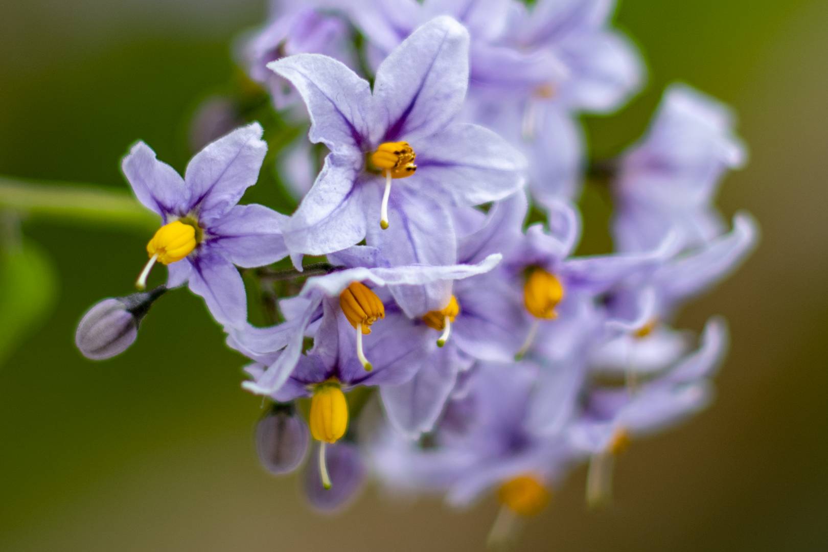 All the same flowers were in bloom. It's a pity the photographer wasn't in bloom as well