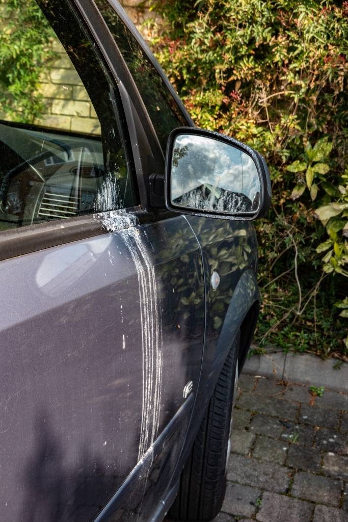 Chipping Sparrow (Attacking Its Own Reflection in a Car Mirror)