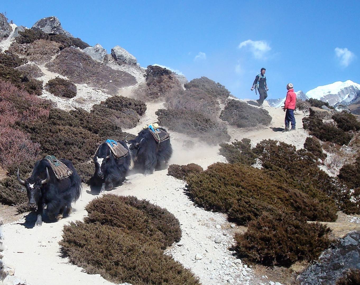 Freight trains in the Himalaya. Always move to the uphill side of the track even when a Yak train is coming through, because they don’t stop whether loaded or not.