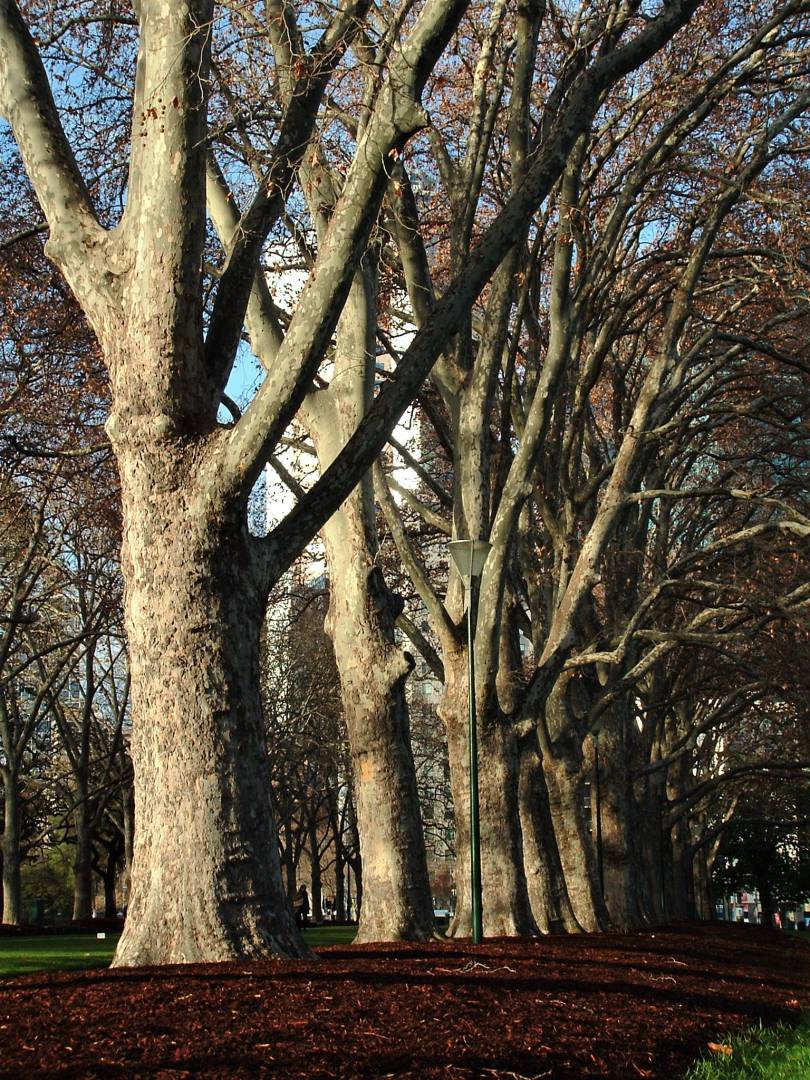 Tree avenue. Good light is the key to success with small sensors