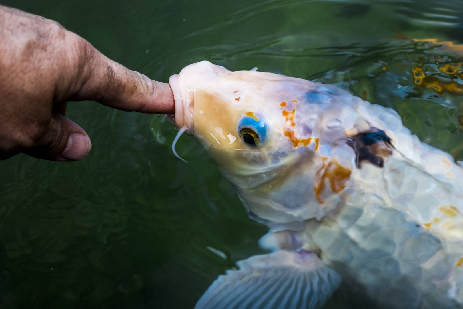 Autofocus on the f/2.8 45mm is extremely fast and accurate. Image Thomas Berger.