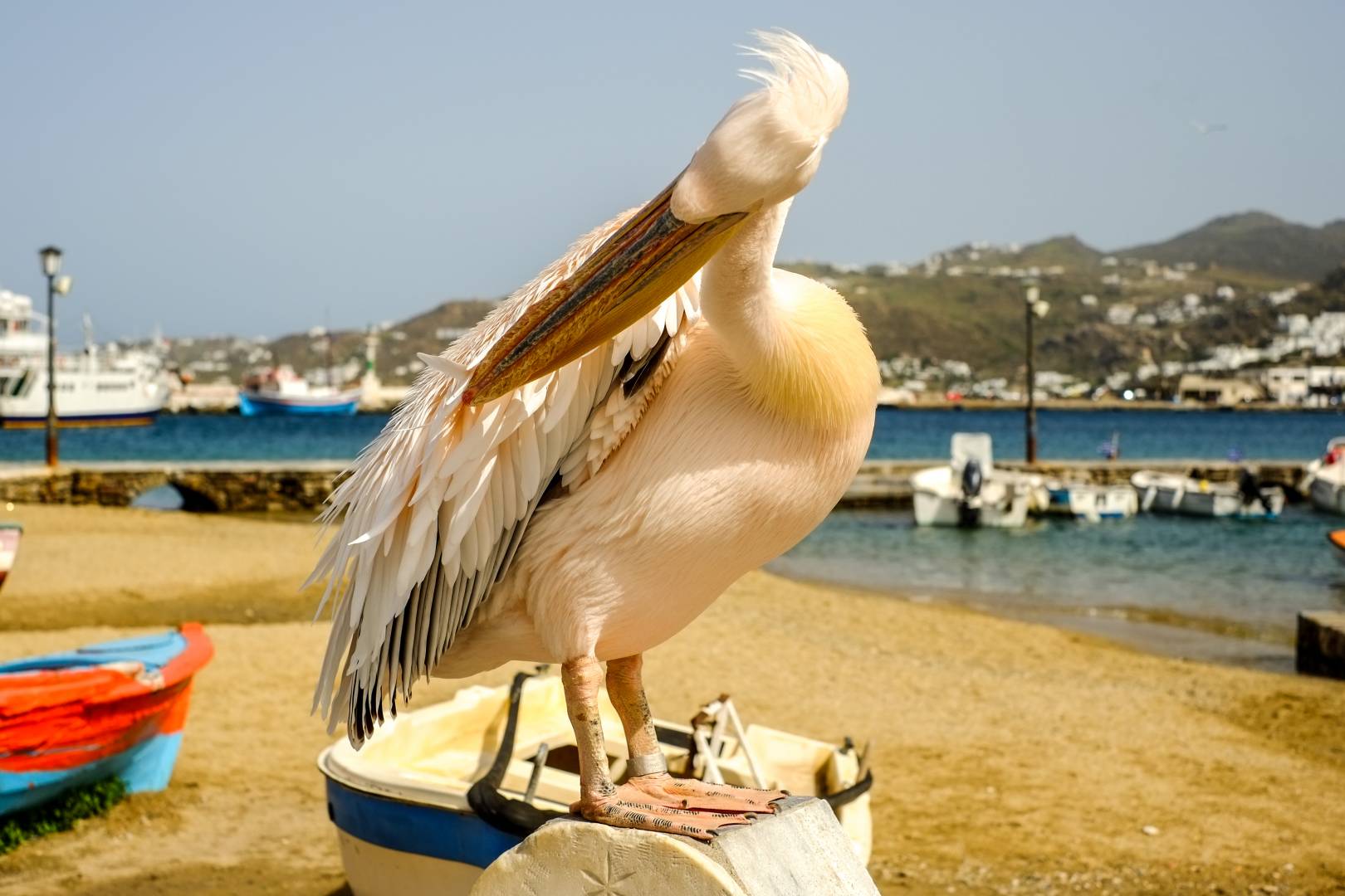 Now let's see, have I got a screen on my back or not? X-Pro 1 with 35mm Fujinon, snapped by Mike Evans back in 2012, shortly after the camera was announced. This was taken in Mykonos and features the one of the famous pelicans which roam the streets. Legend has it that Jacqueline Onassis, formerly Kennedy, presented the first pelicans to the island in the 1960s. They have been strutting around town ever since.