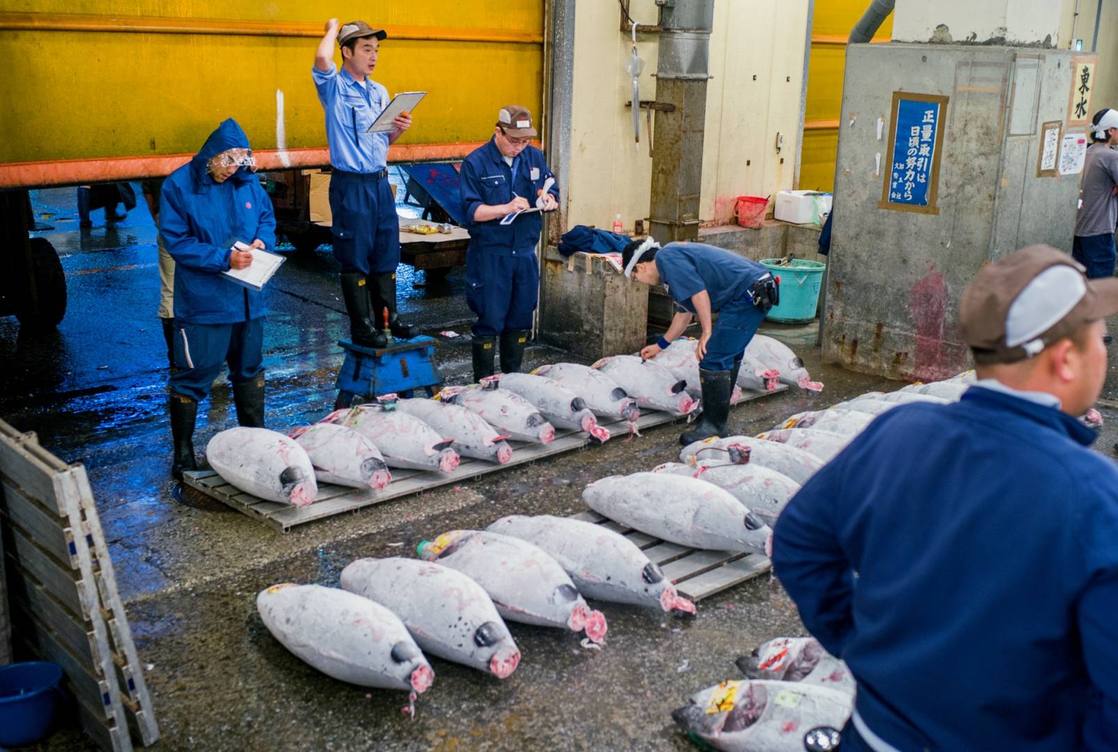 Tsukiji tuna auction, Leica M8 50mm early rigid Summicron