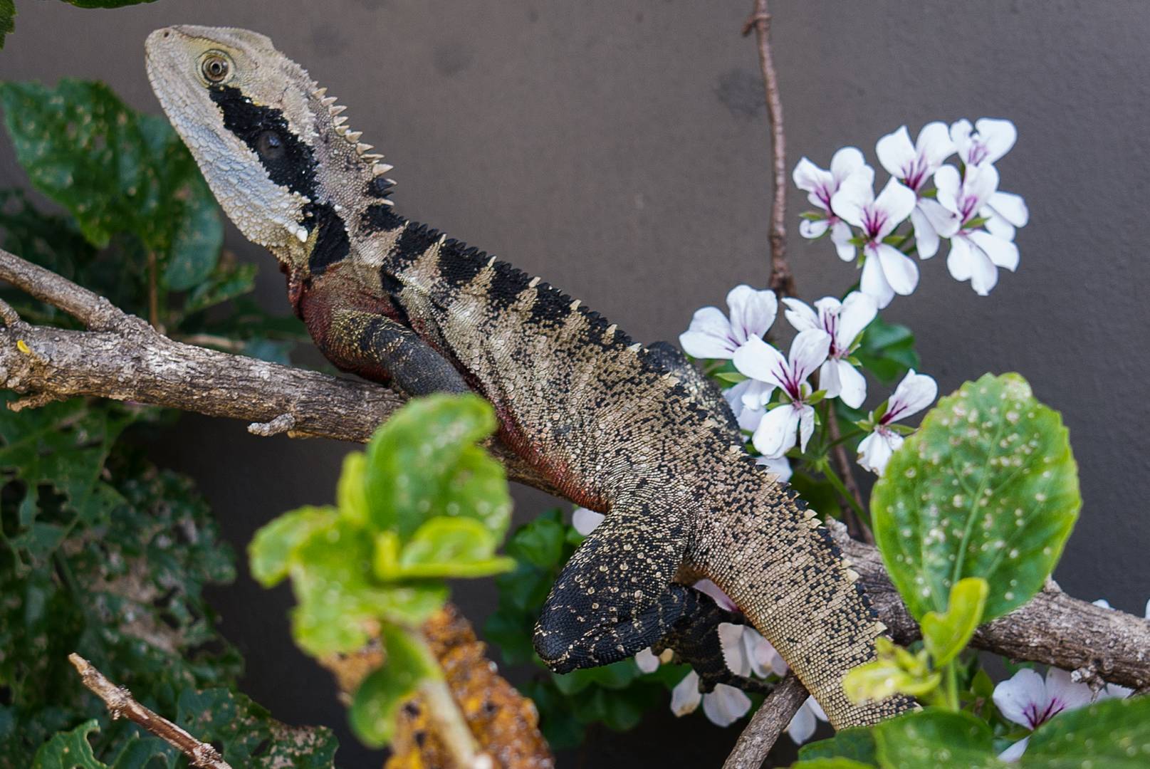 We learn such a lot at Macfilos: John Shingleton discovered this 100cm-long water dragon in his garden.