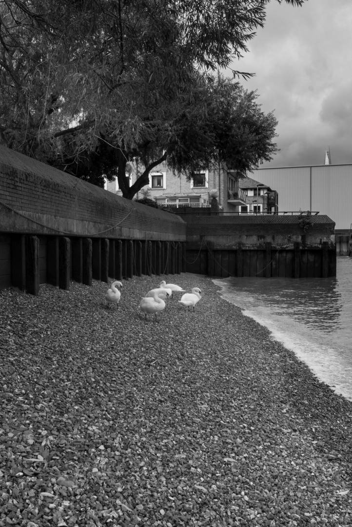 Swans resting at Bermondsey