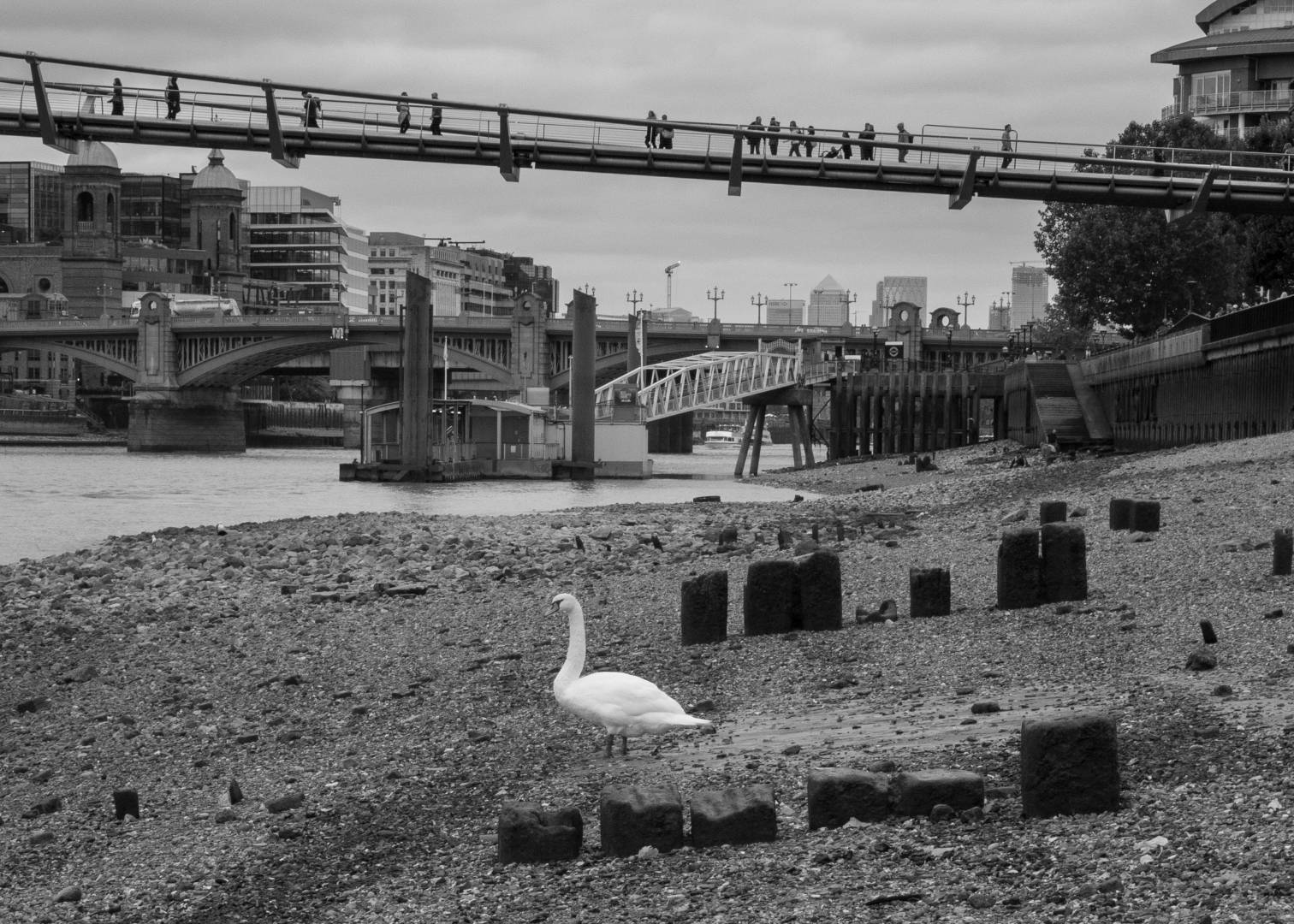 Swan resting by Millennium Bridge