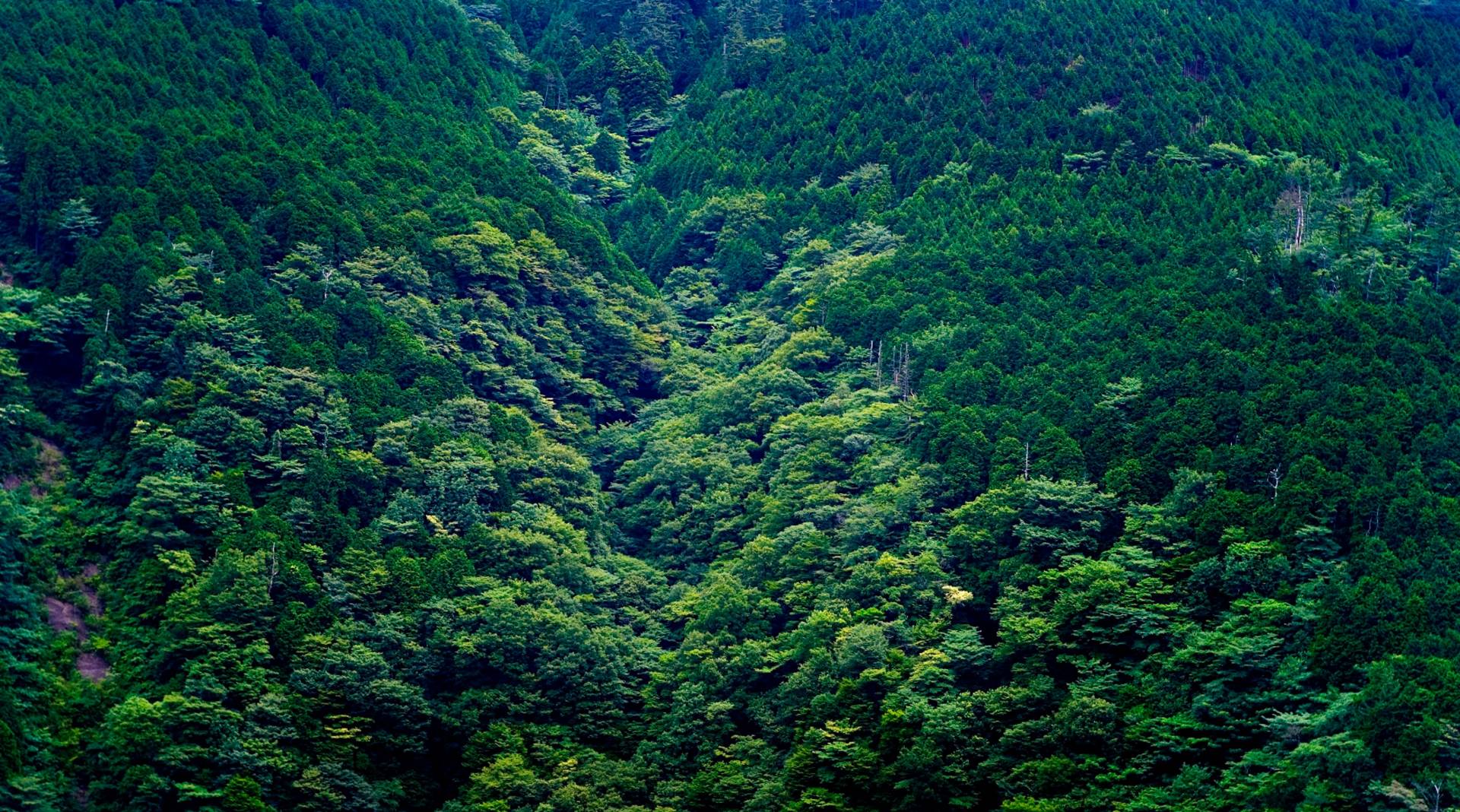 Hakone National Park, Leica M8 50mm Summicron.