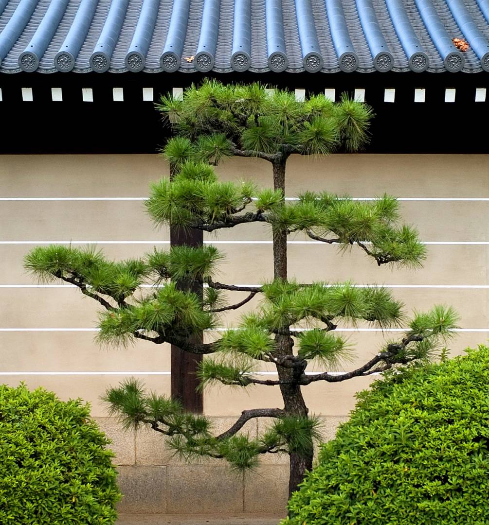 An ornamental pine, one of dozens, on the outside wall of a temple, Leica M8 50mm Summicron