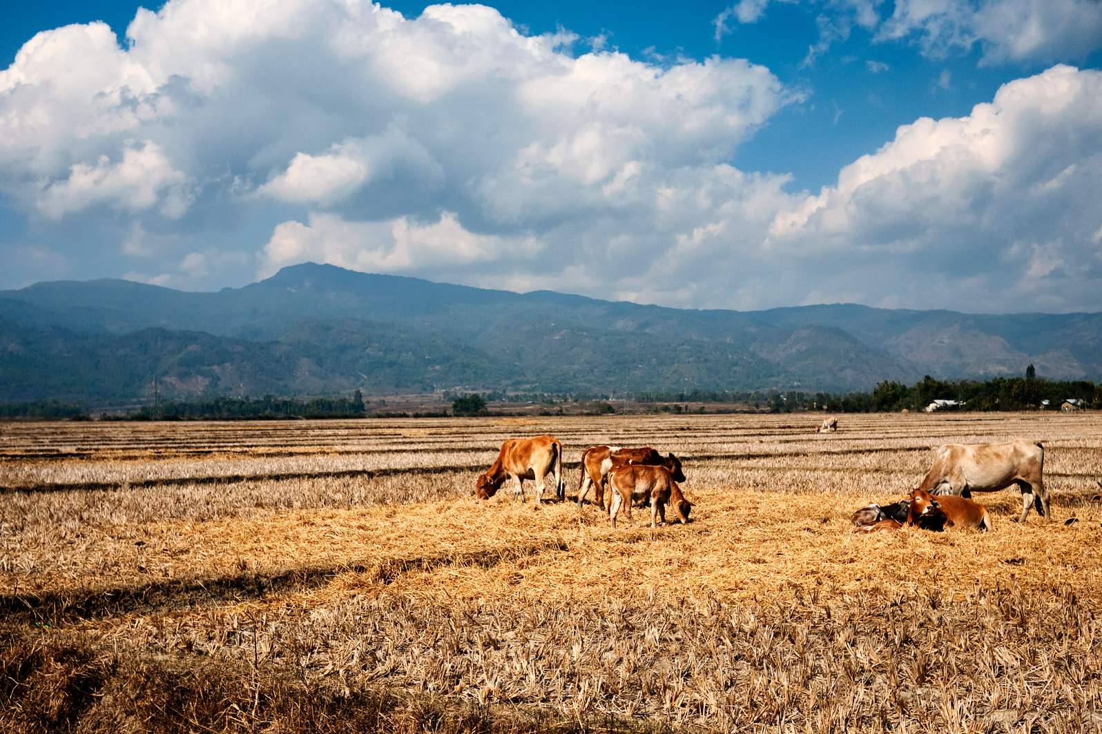 The Battlefield of Potsangbam
