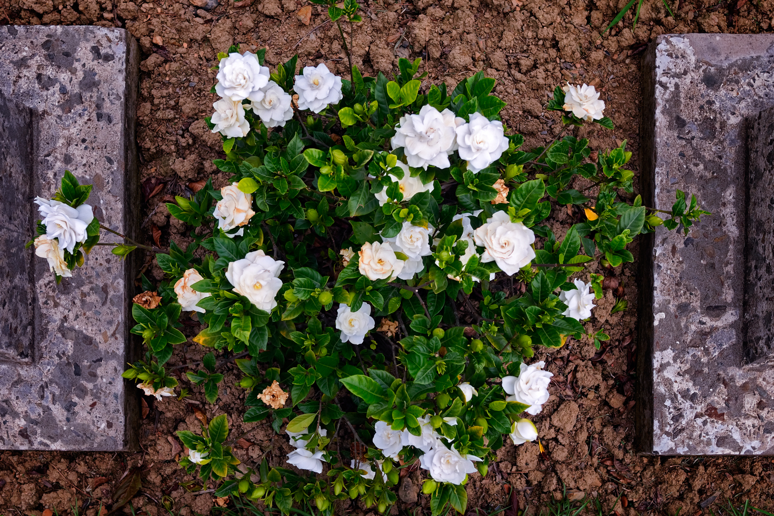 A Bed of Roses: World War II Cemetery, Kohima