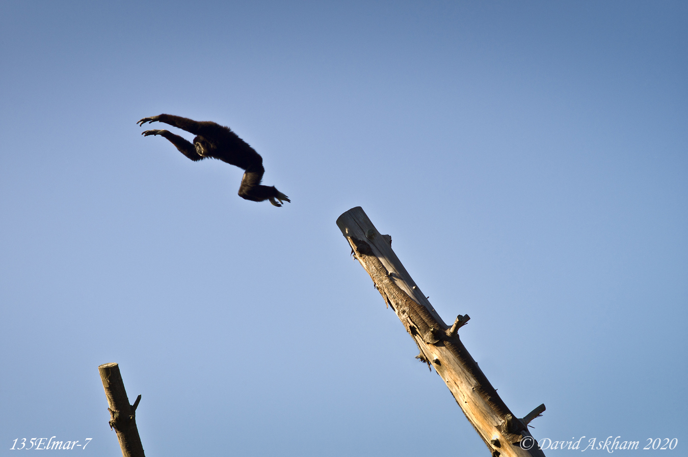 The Leaping Orangutang on Jersey UK (Leica M9 with Leica 135mm f/4 Elmar lens 1/500 sec)