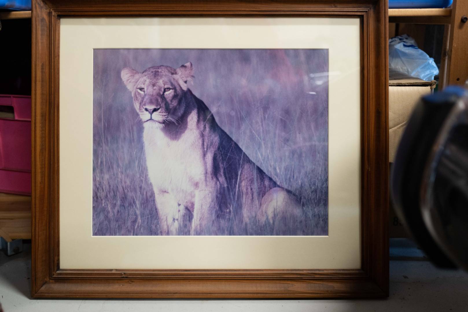 The Lion: A trophy on the wall, but now faded glory