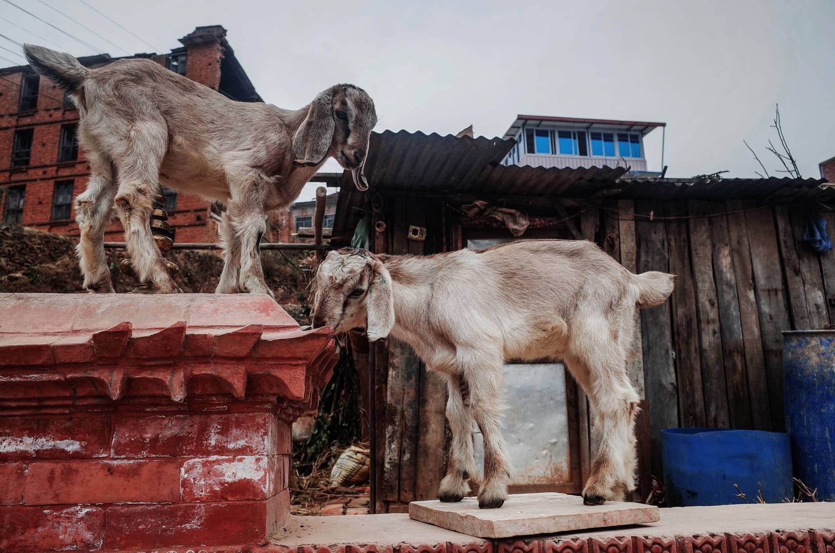 Roof goats in Kathmandu (Jean Perenet)