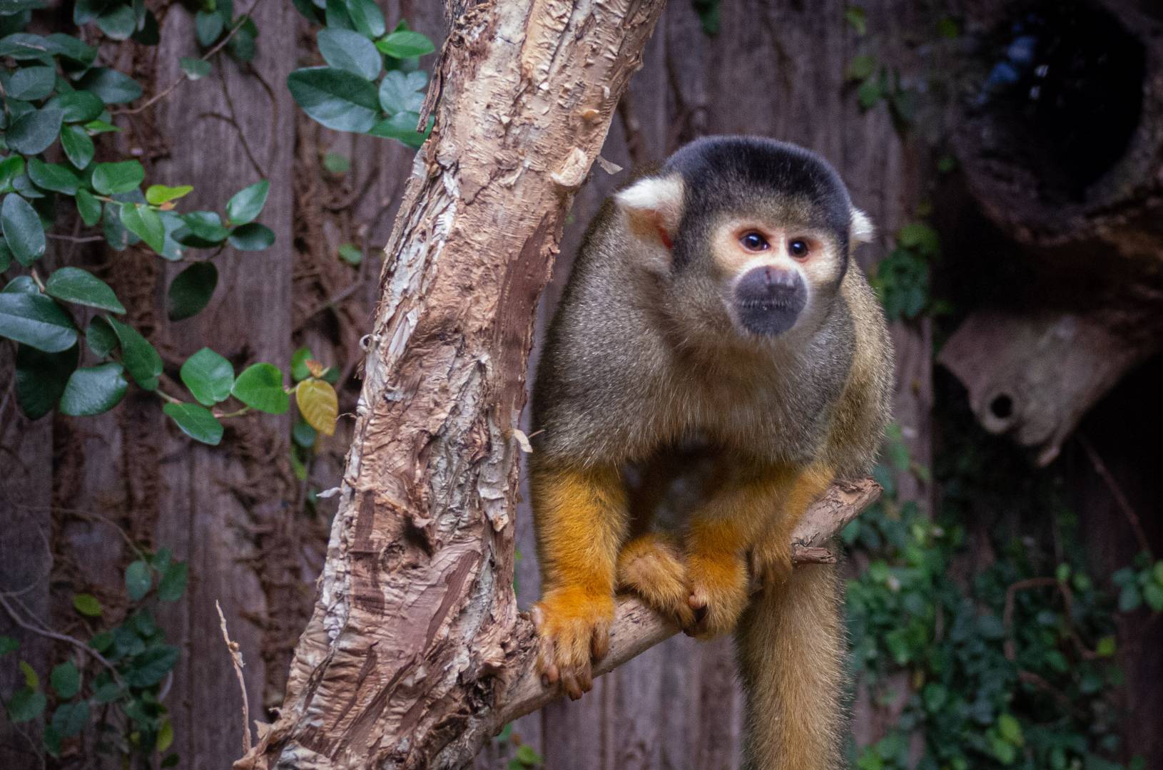 Cellicebus monkey in Mogo Wildlife Park, Australia (John Shingleton)