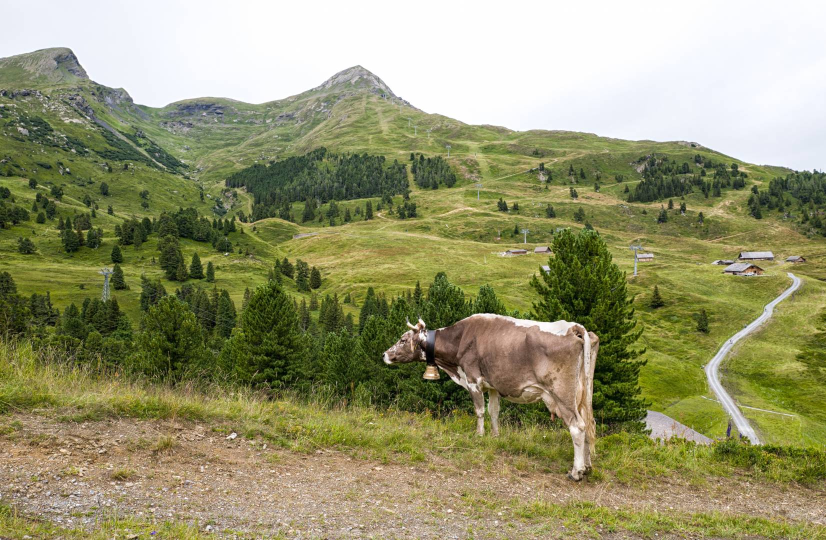 Cows in the Berner Oberland, Switzerland (Mike Evans)