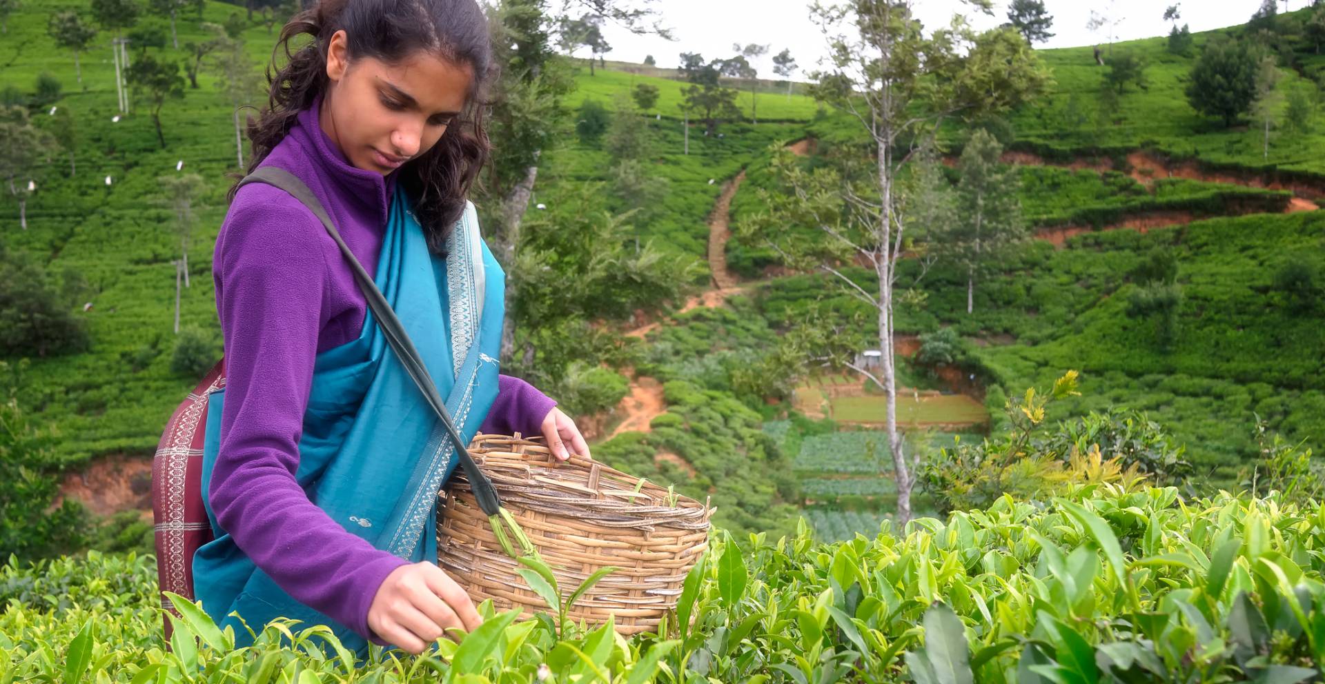My daughter learns the correct way to pluck tea leaves