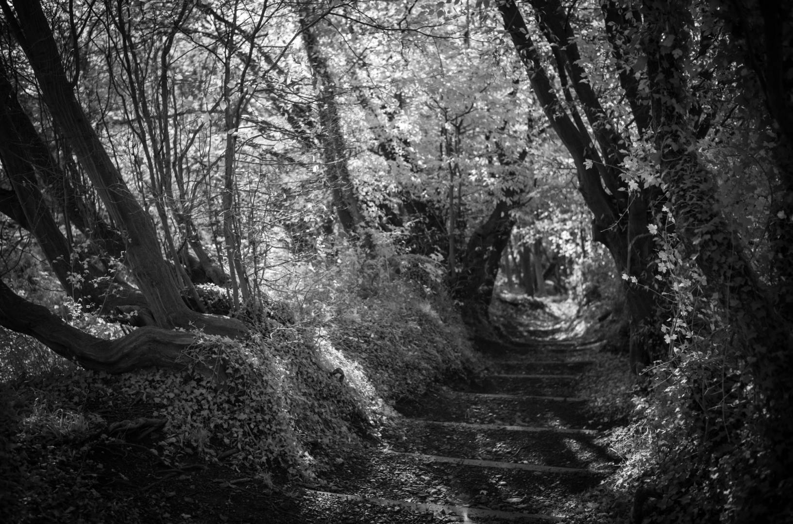  Hollow-way to Vlotho-Castle. Leica M10-M mit 35mm Summilux 1/125s f/2.0 ISO 6400 Infrarot filter 715