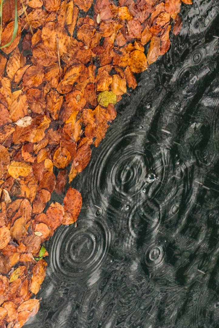 Leaves and water. X1