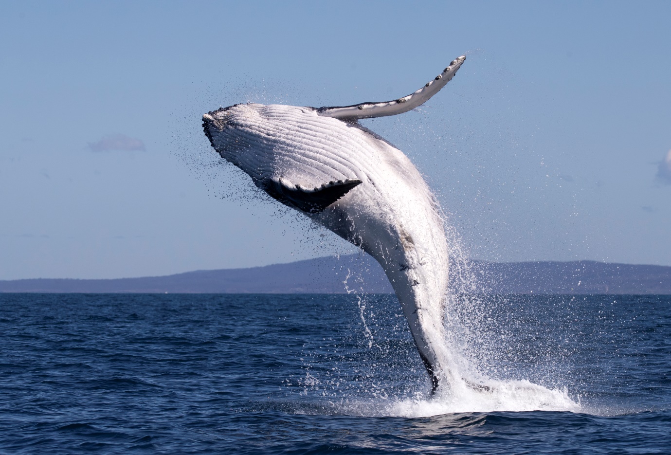 Decisive moments in wildlife photography Down Under - Macfilos Decisive moments in wildlife photography Down Under - Macfilos