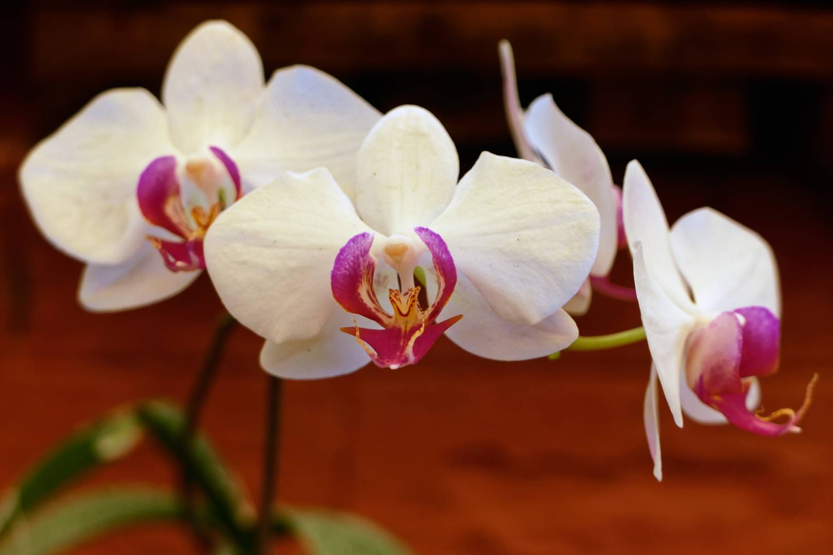 A moth orchid at the Tipi Orchidarium