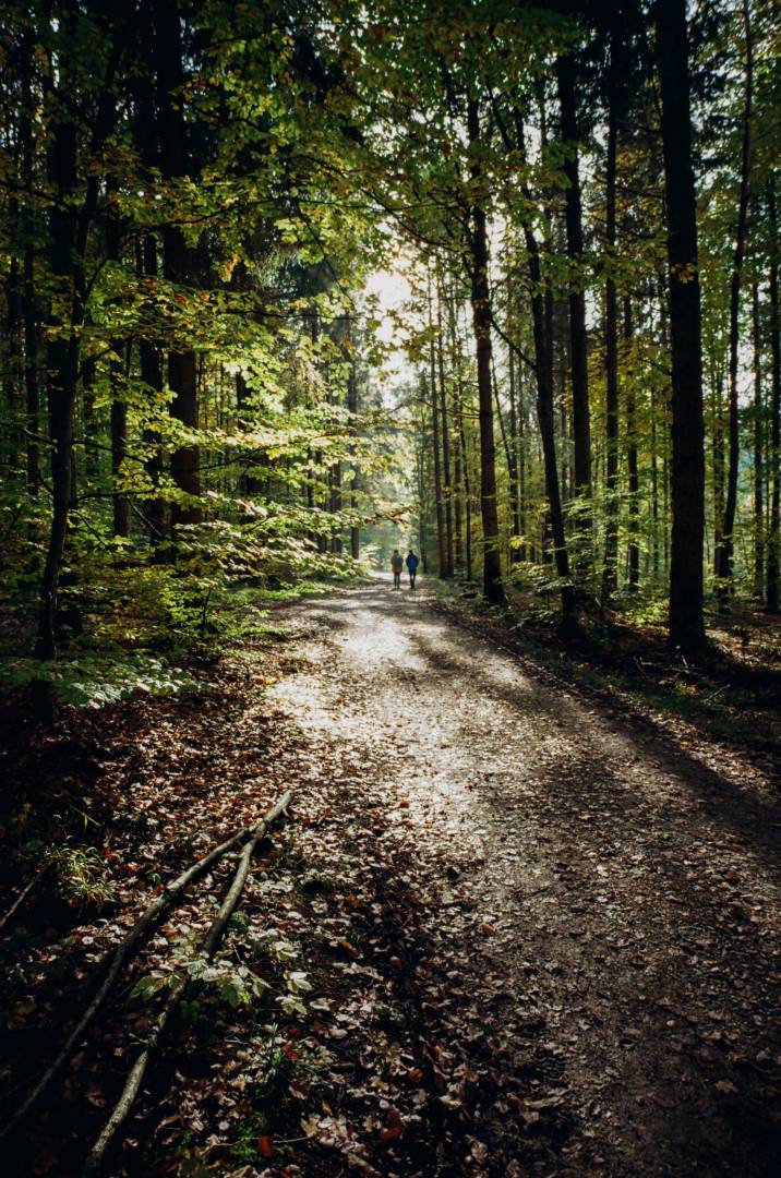 Autumn forest near Constance. BessaR4M, Voigtländer Color-Skopar 21/4.0. Kodak ProImage100.