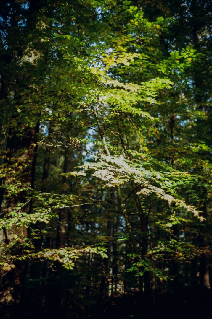 In the woods near Constance, enjoy the beautiful colours of early autumn. BessaR4M, Voigtländer Color-Skopar 21/4.0. Kodak ProImage100.