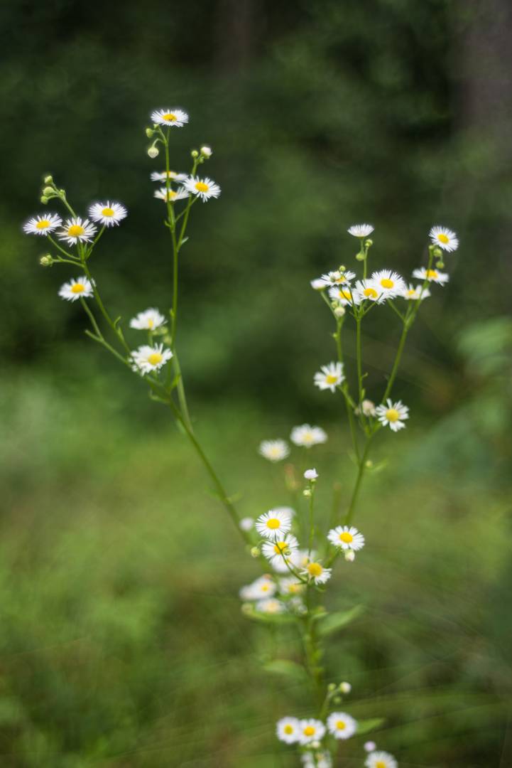 Sometimes, the bokeh of the Voigtländer Nokton 35/1.4 II shows a special swirl, reminding me of brushstrokes. Shot with an M 262.