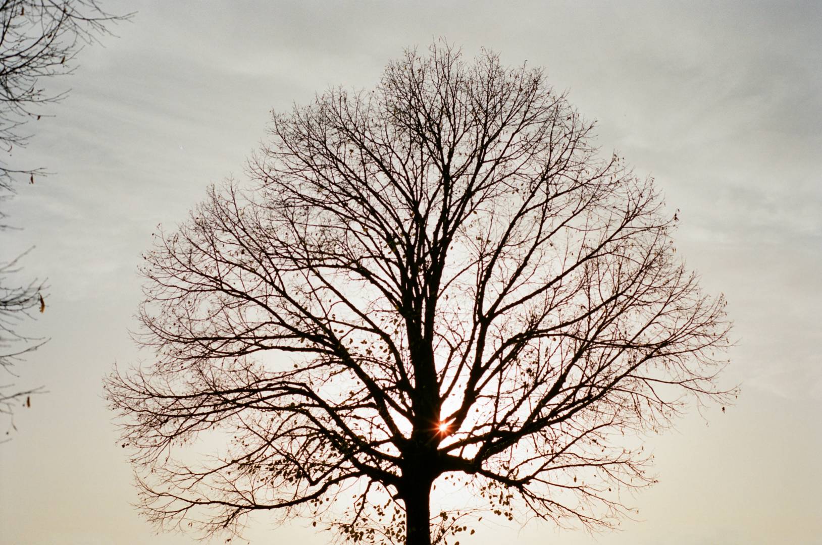 Before night and winter set in. Great performance of a lens that most eica M users do not even know of. Konica Hexar RF with Konica M-Hexanon 50/2. Kodak Portra 400.