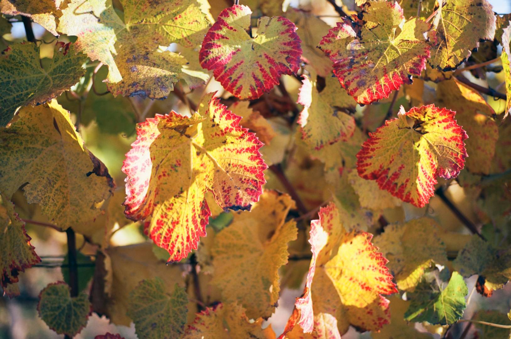 Autumn in the vineyards near Freiburg. Here at Malterdingen, Germany’s best Pinot varieties are produced: Spätburgunder, Grauburgunder, and Weißburgunder. Konica Hexar RF with Konica M-Hexanon 50/2. Kodak Ektar 100.