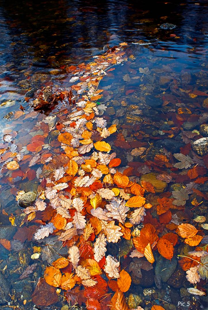 Beech leaves - “In following the cry from the wilderness, Life became a quest for the shadow, for a hint of a meaning of infinity”