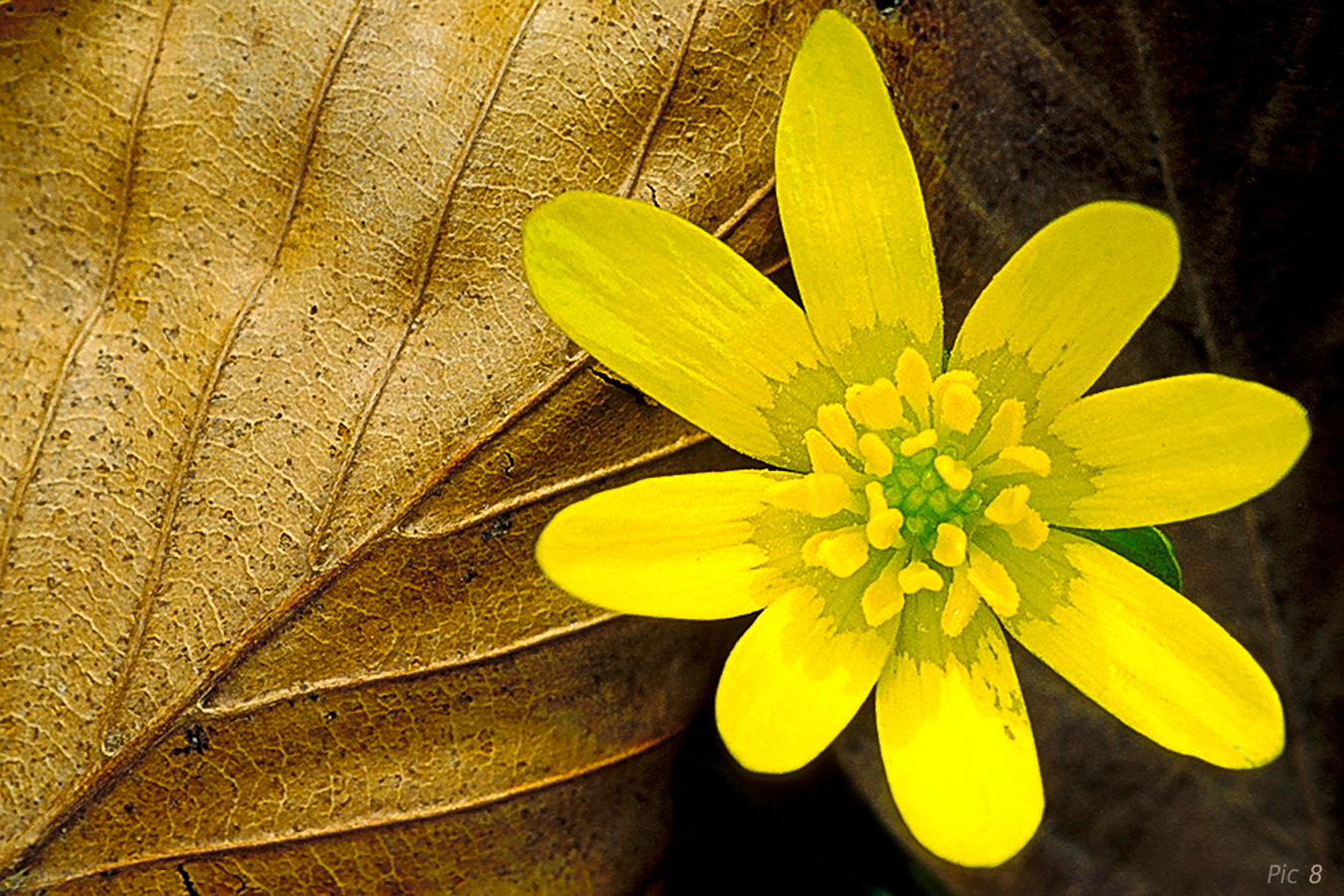 Celandine and leaf (Illustrating a point in the book)