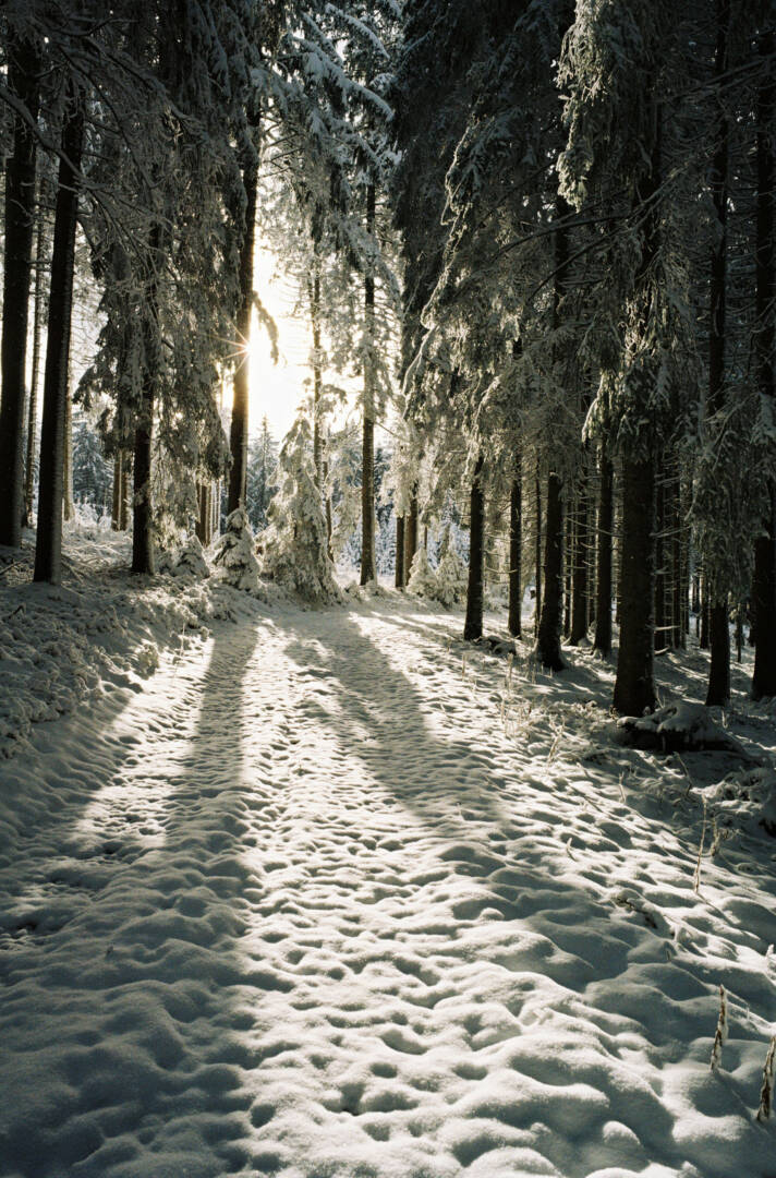 Zeiss’ T* lens coating is famous. Here you can see why it fits the 25 Biogon so well. Kodak ProImage 100