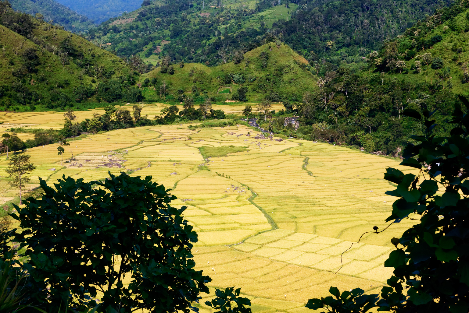 First views of the paddy fields of Ziro valley