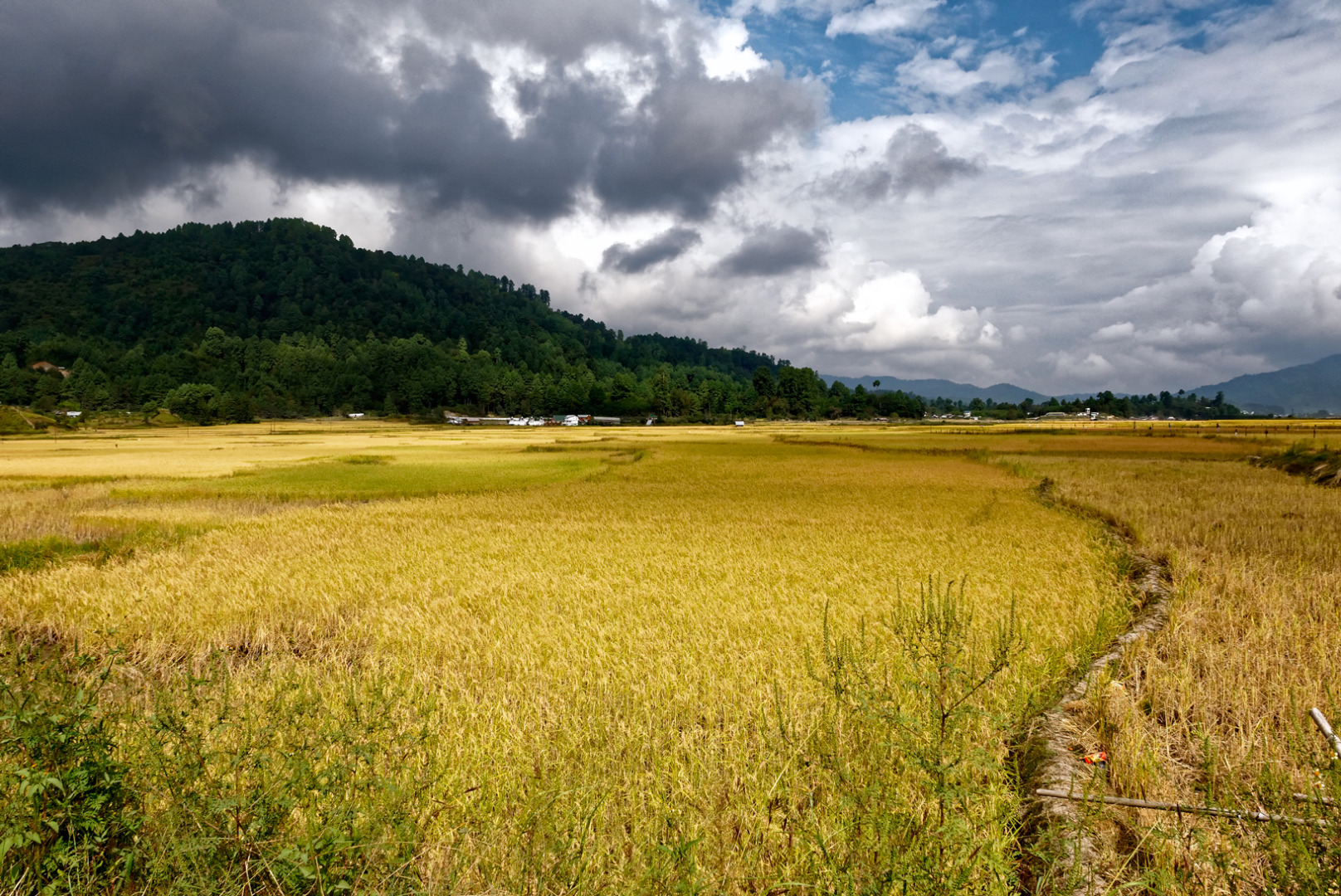 Paddy fields on the road to Hong village