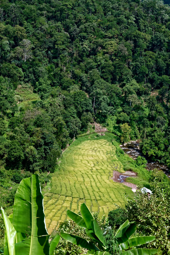 Green and yellow paddy fields of Ripari