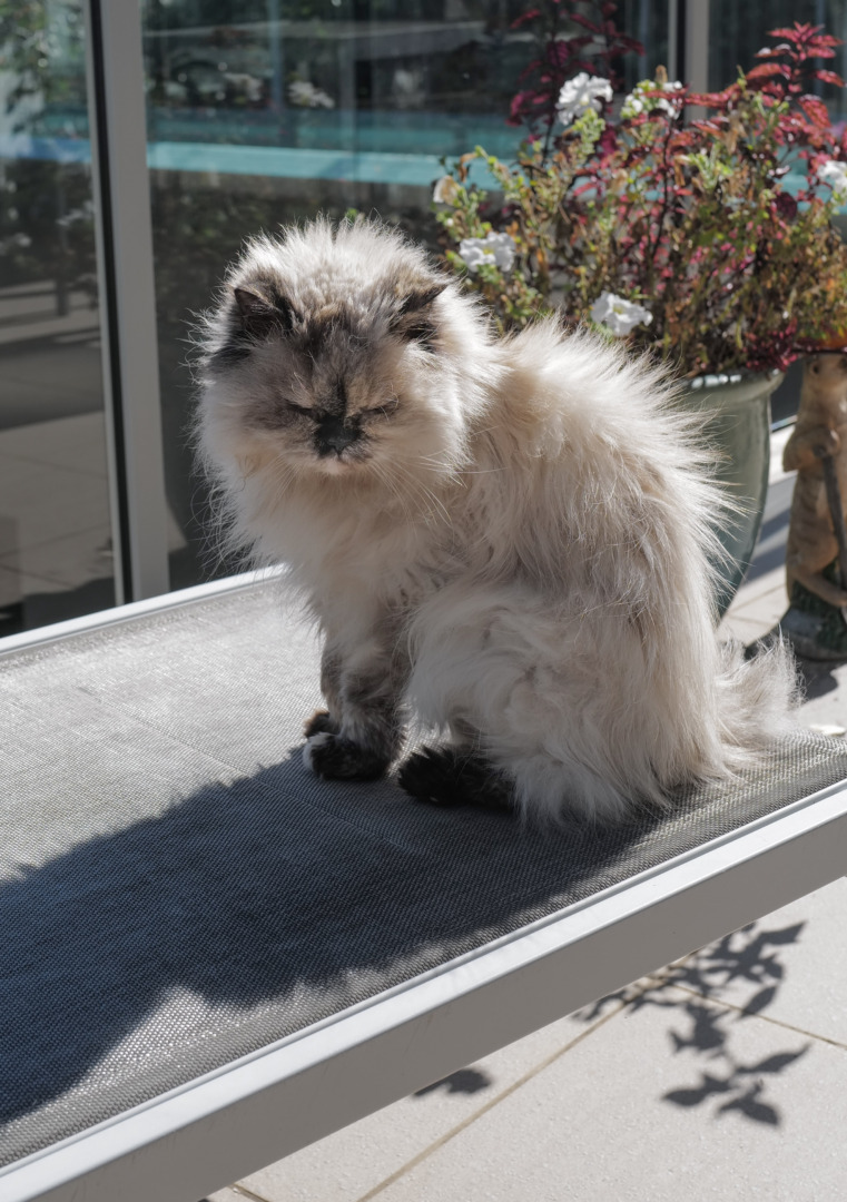 Phoebe