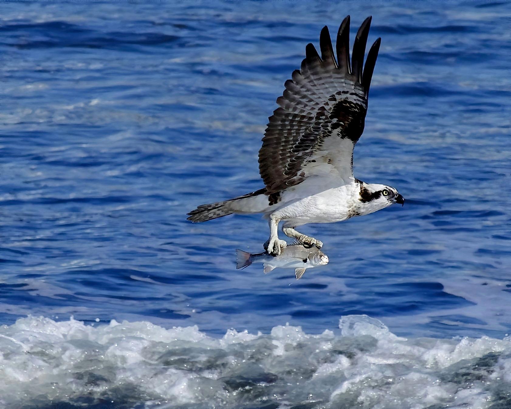 One of our latest recruits to the band of Macfilos authors is California-based Gary Schwartzwald who contributed his first article on bird photography last month. Delighted with the response, he's now working on more articles for publication...