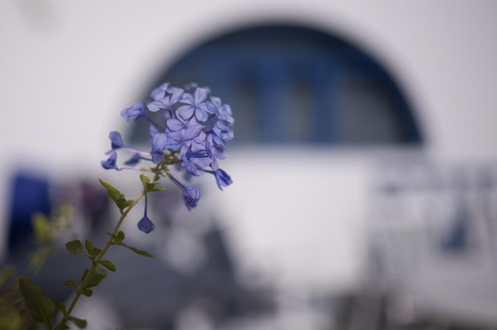 summilux fle