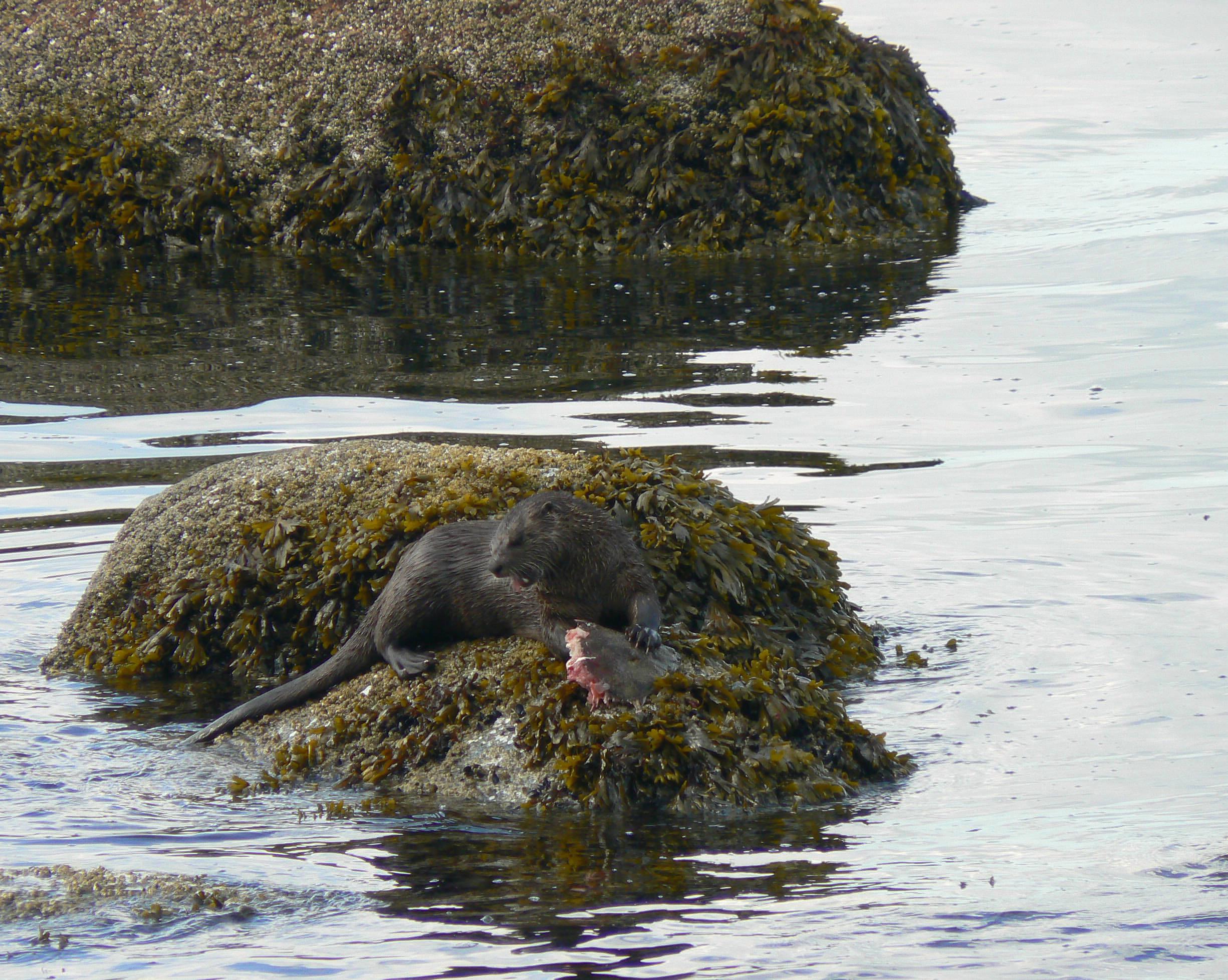 Red In Tooth and Claw. Second Beach Vancouver, BC